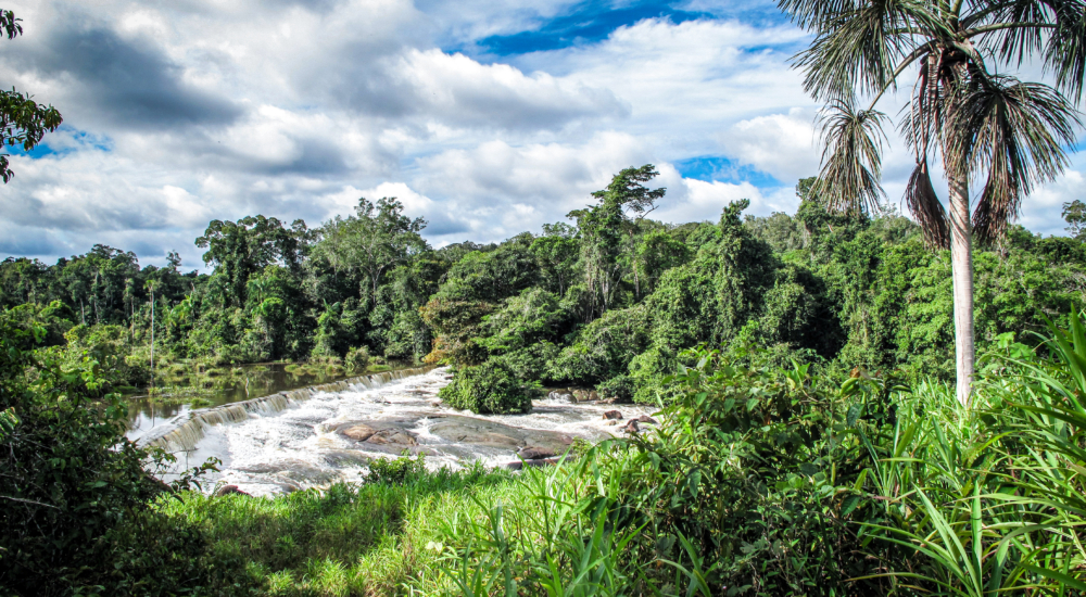 Amazonas Regenwald im Gebiet der Klimabündnis-Partnerschaft am Rio Negro