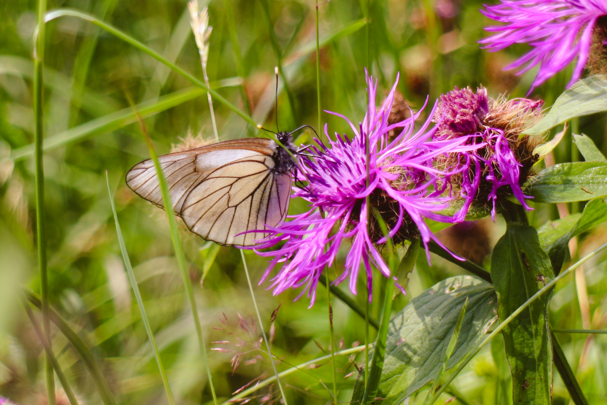 Bauweißling sonnt sich auf der Wildblumenwiese