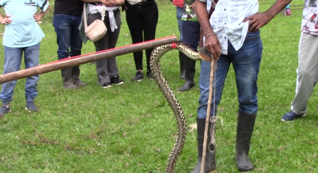Theoretischer und praktischer Workshop über Schlangen