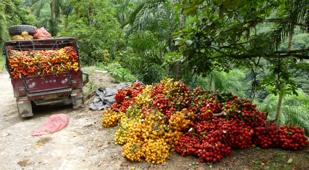 Chontaduro San Jose del Palmar