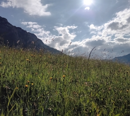 Wiese, Berg